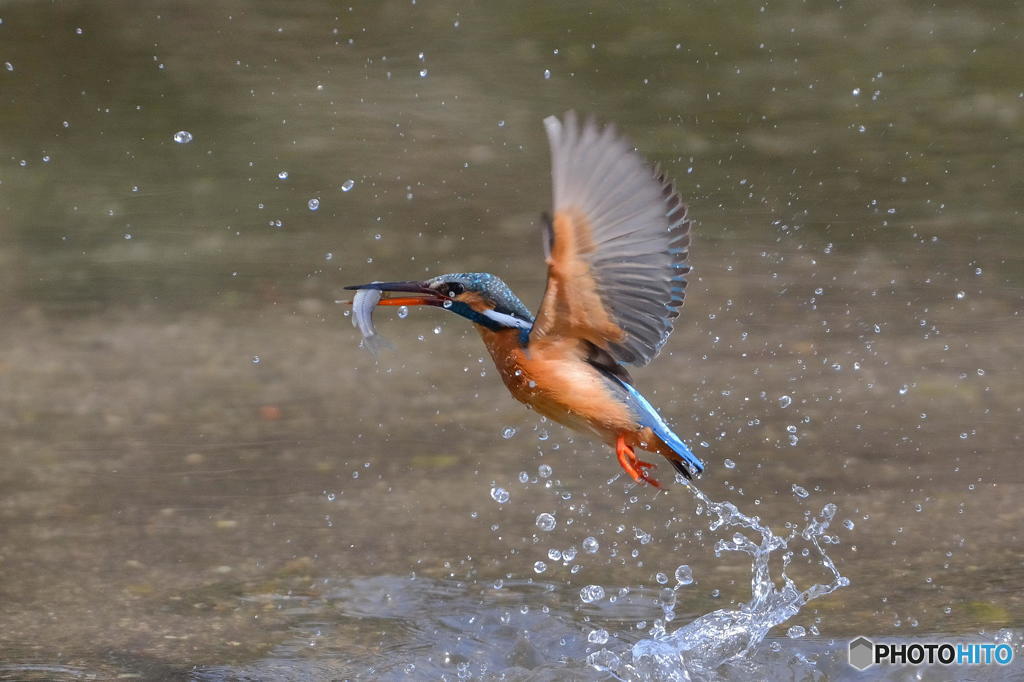 ３月８日のカワセミ　１