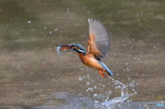 ３月８日のカワセミ　１