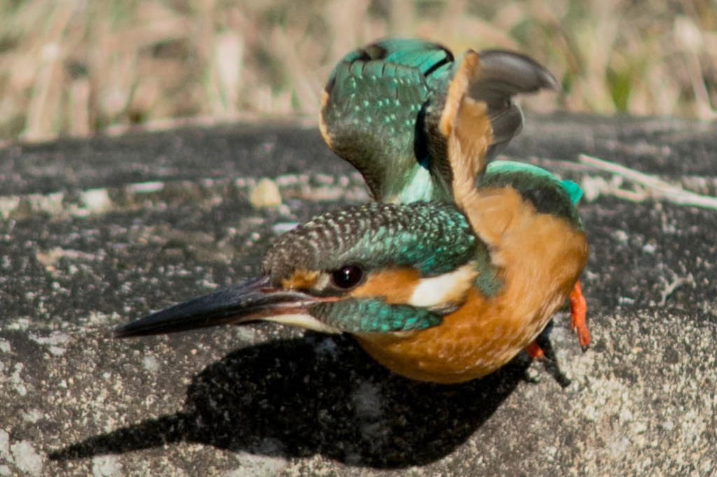離脱の瞬間を魚眼レンズ効果で…