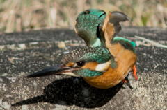 離脱の瞬間を魚眼レンズ効果で…