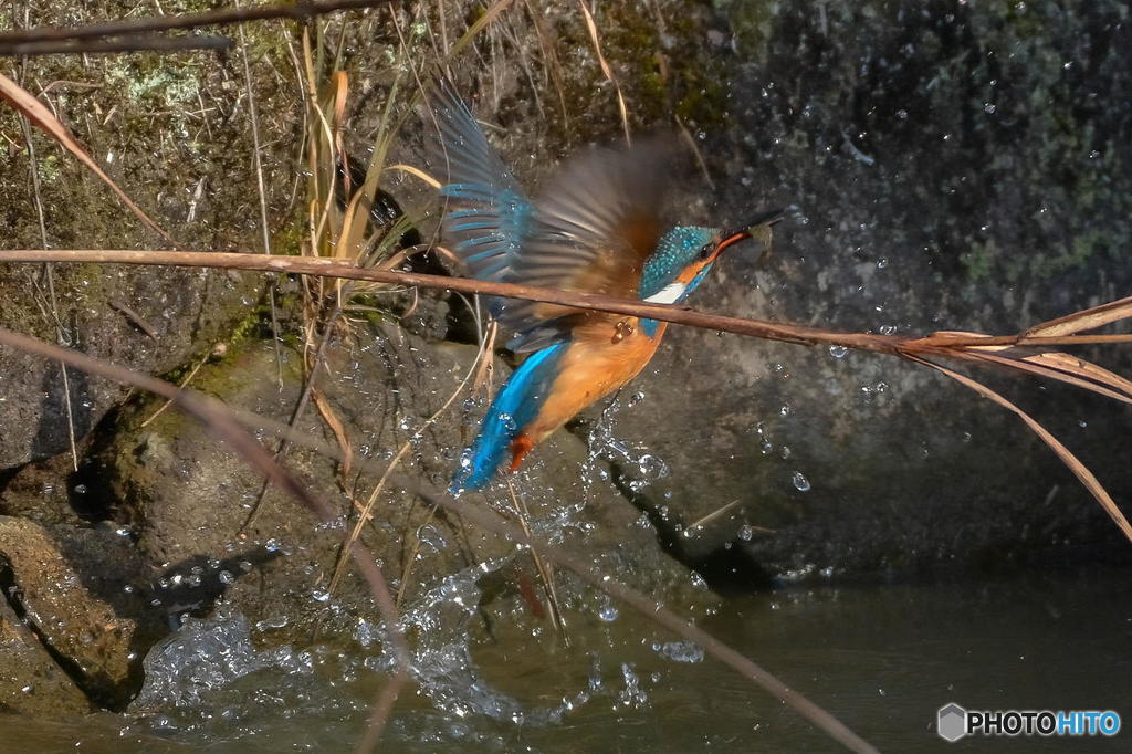２月28日のカワセミ　２