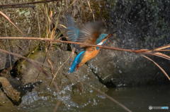 ２月28日のカワセミ　２