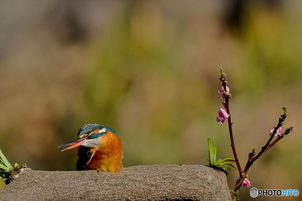 ２月23日のカワセミ　２