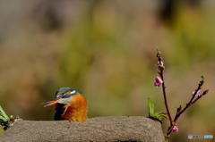 ２月23日のカワセミ　２