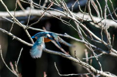 カワセミ　その３