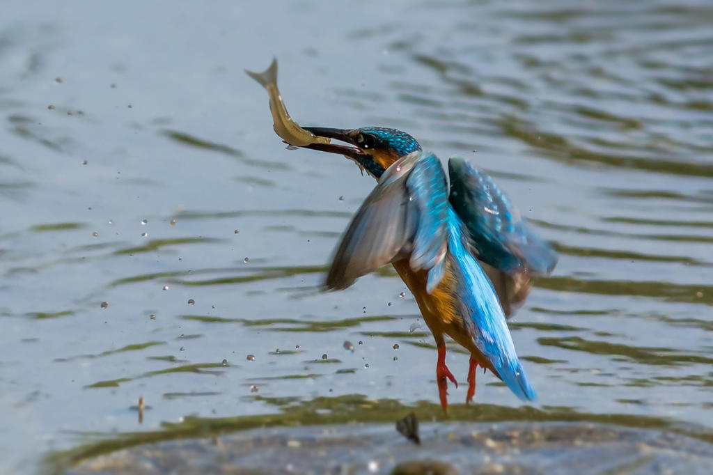 ５月１０日のカワセミ　１