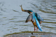 ５月１０日のカワセミ　１