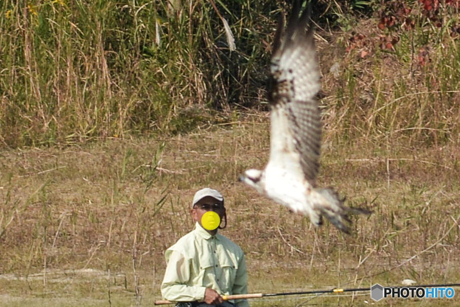 １１月６日は蔵出しのミサゴと釣り人　２