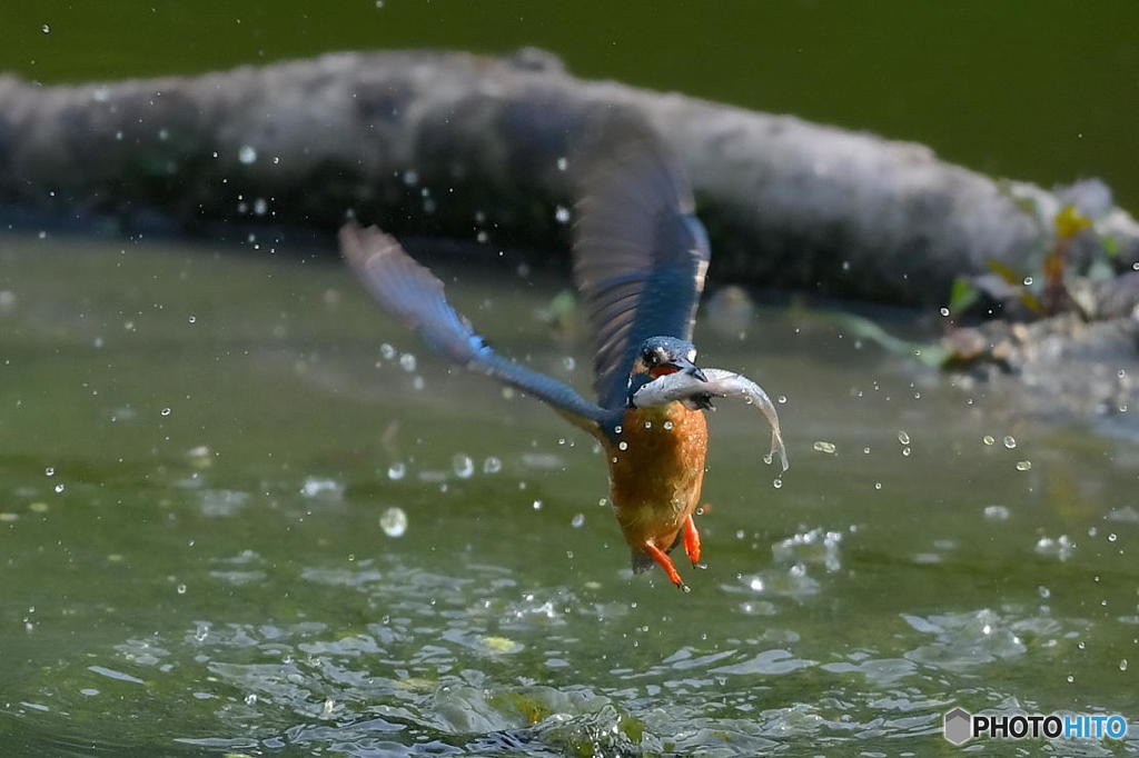 ５月３日のカワセミ　１