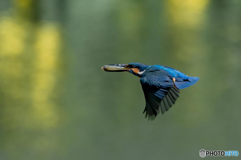 ５月６日は蔵出しのカワセミ　２