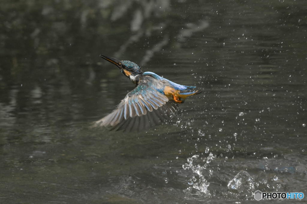 ９月10日のカワセミ　２