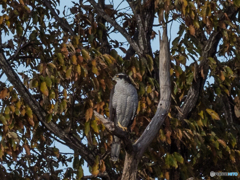 12月12日のオオタカ成鳥