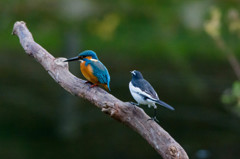 縄張り争い　その２