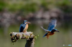 ４月１日のカワセミは蔵出し　１