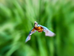 4月11日のカワセミ　２