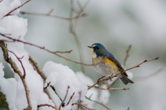 雪ルリ♂