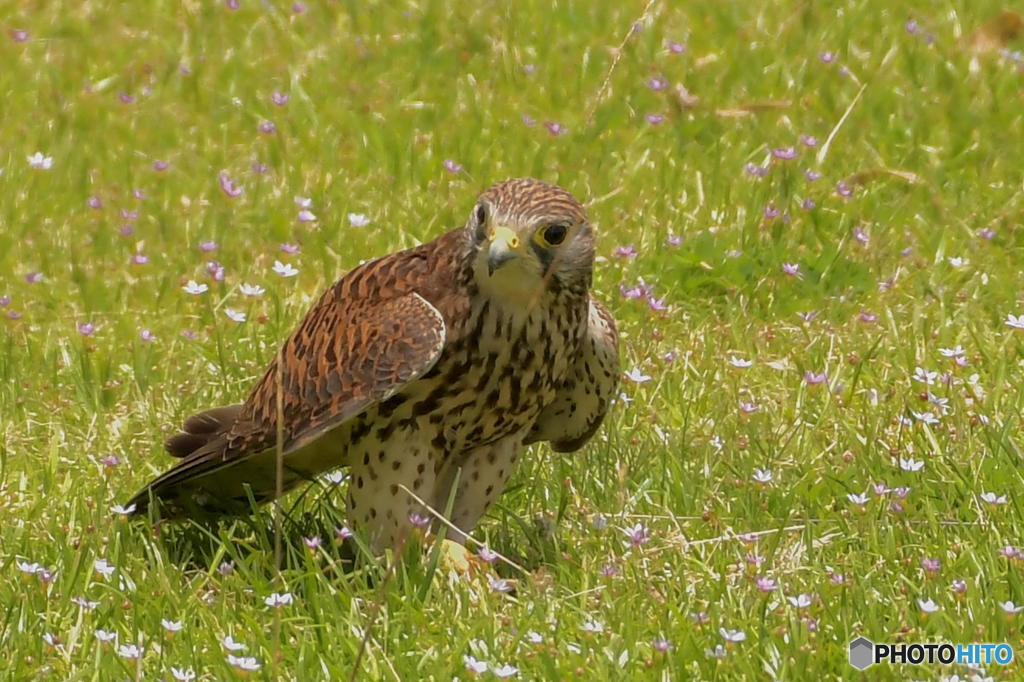 ６月３日のチョウゲンボウ　１