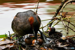 カイツブリのハプニング　１