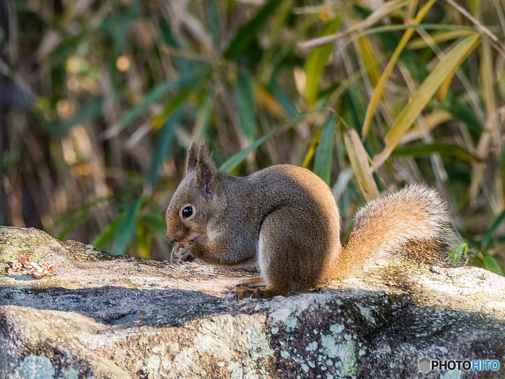 12月28日のリス