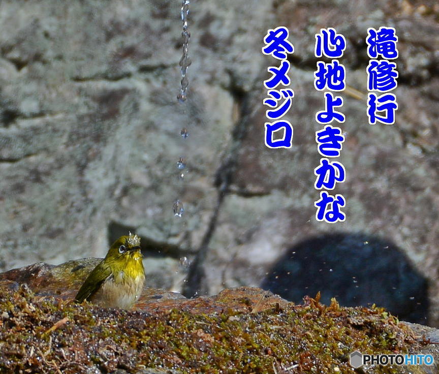 2月19日のメジロ