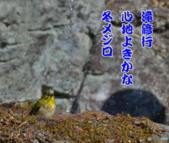 2月19日のメジロ