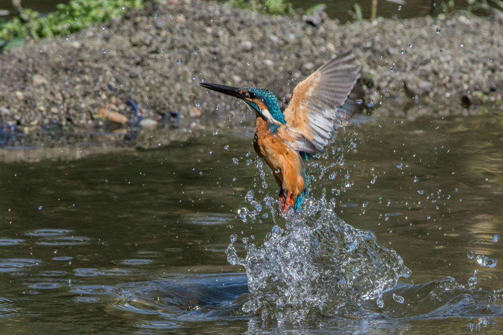 獲物は獲れず…