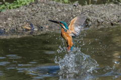 獲物は獲れず…