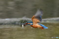 ３月18日のカワセミ　２