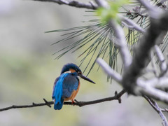 4月9日のカワセミ　１