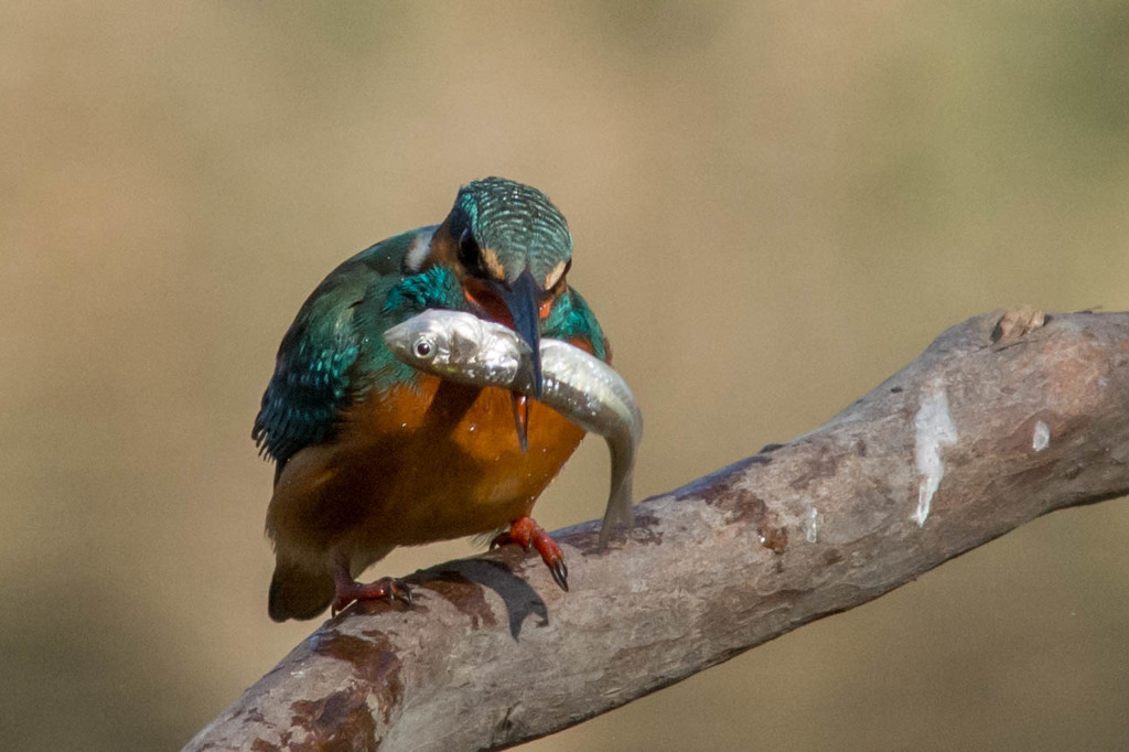 可愛くないカワセミ