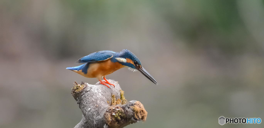 ４月１２日のカワセミ　１