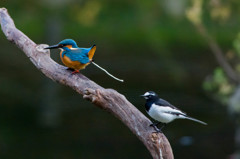 縄張り争い　その１