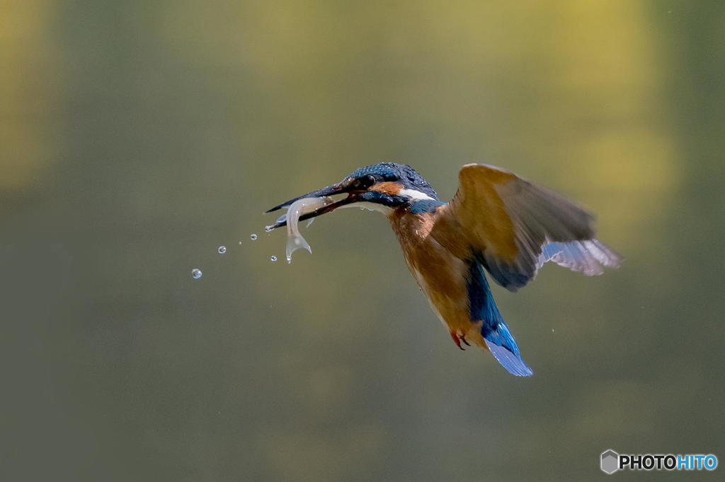 ５月５日のカワセミ　２