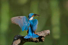 6月12日は蔵出しのカワセミ　３