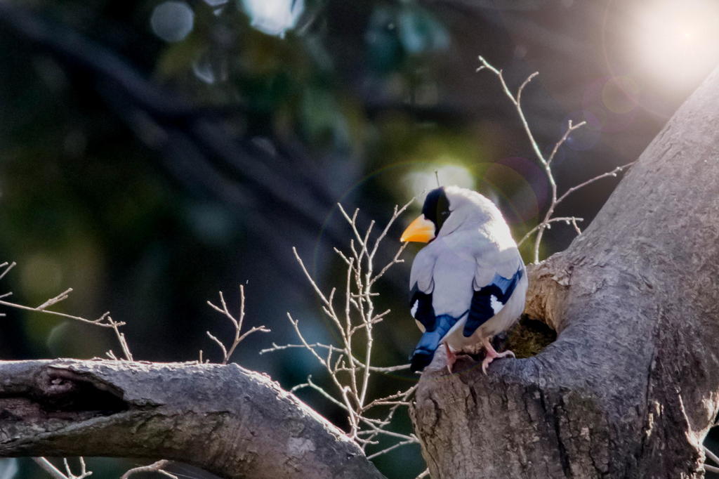朝日を浴びるイカル