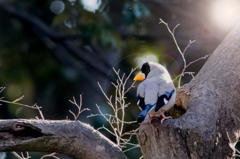 朝日を浴びるイカル
