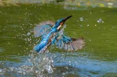 ５月１９日は蔵出しのカワセミ　１