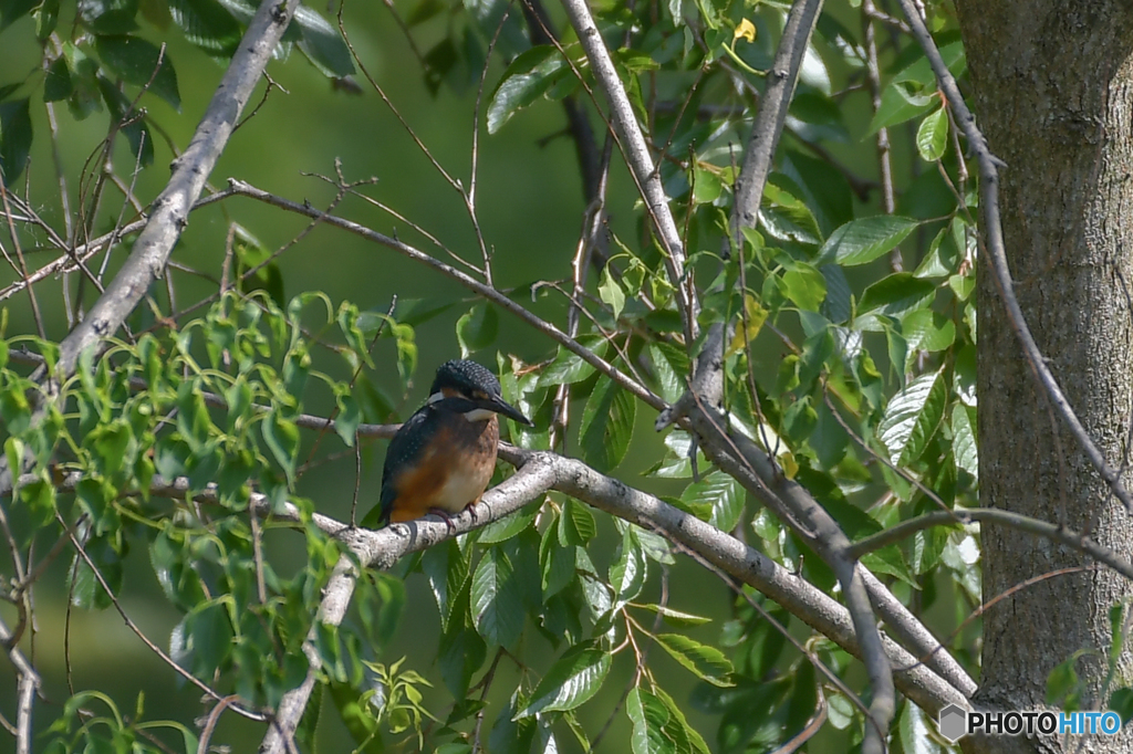 ６月６日のカワセミ　１