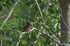 ６月６日のカワセミ　１