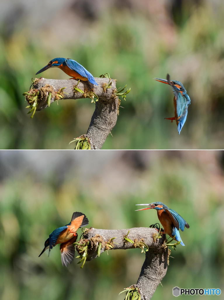 ３月１９日は蔵出しのカワセミ　２