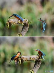 ３月１９日は蔵出しのカワセミ　２