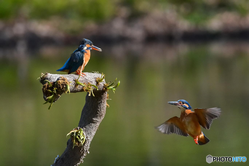３月25日のカワセミ　１