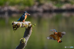 ３月25日のカワセミ　１