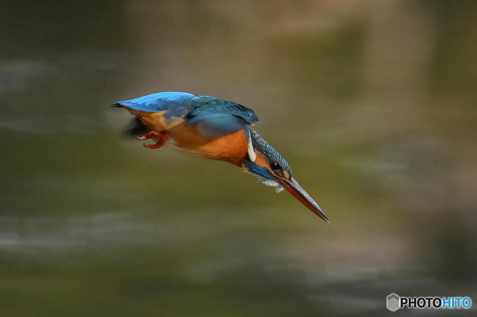 2月26日のカワセミ　１