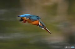 2月26日のカワセミ　１