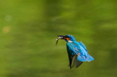 ５月１９日は蔵出しのカワセミ　３