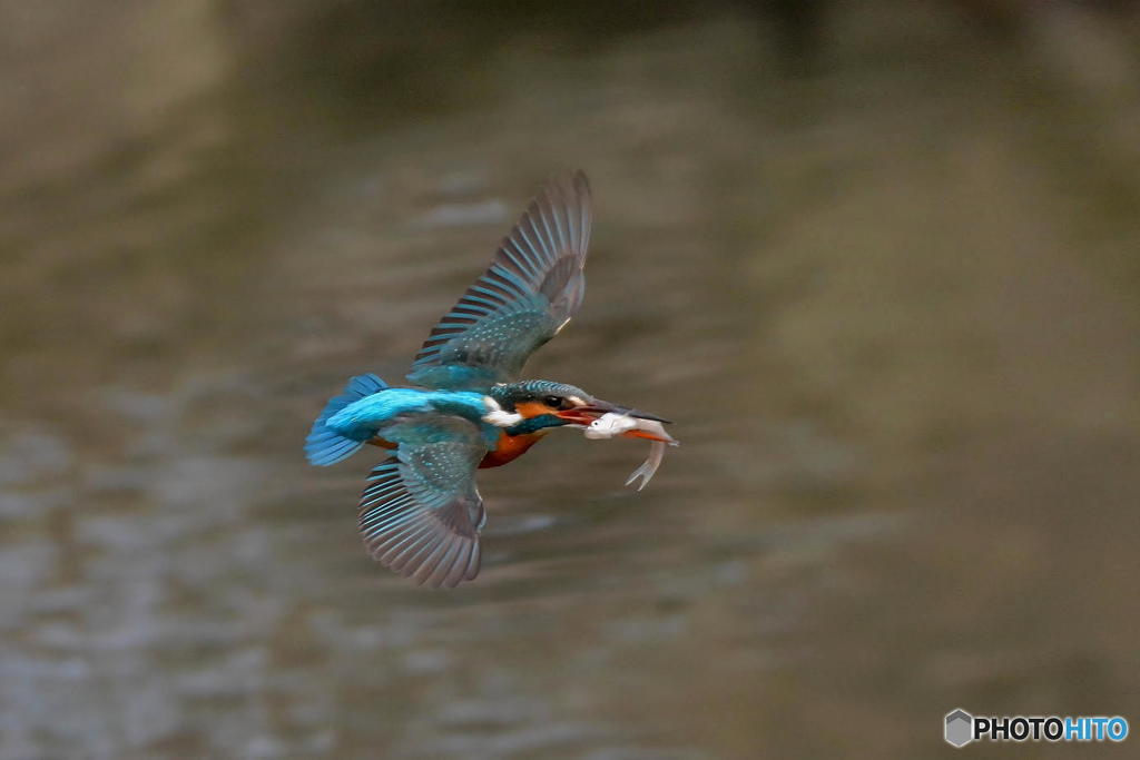 2月21日のカワセミ　２