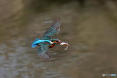 2月21日のカワセミ　２