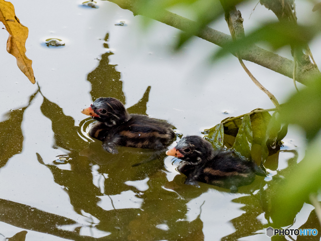 8月7日　蔵出しのカイツブリ　２