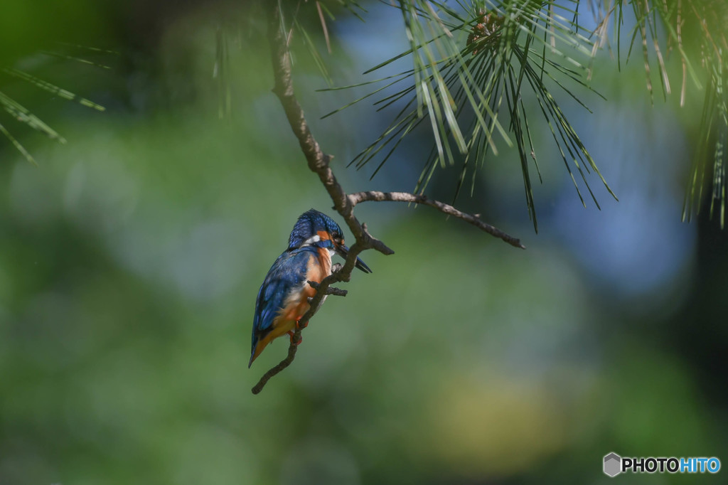５月18日のカワセミ　１